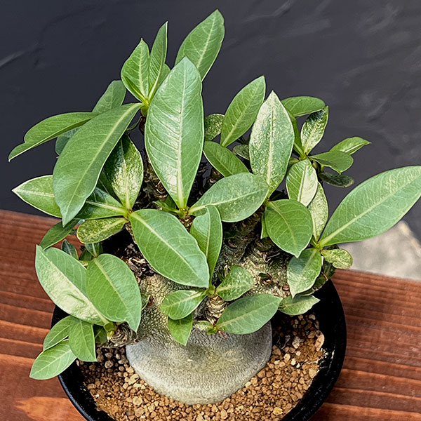 アデニウム：アラビカム スーパードワーフ　4号鉢植え