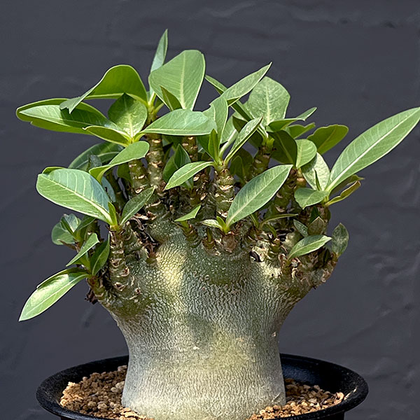 アデニウム：アラビカム スーパードワーフ　4号鉢植え