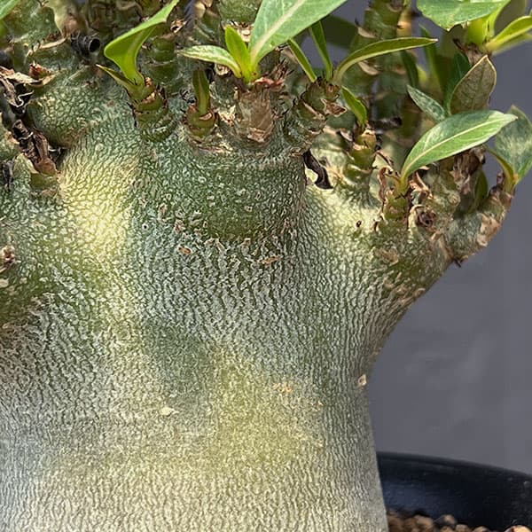 アデニウム：アラビカム スーパードワーフ　4号鉢植え