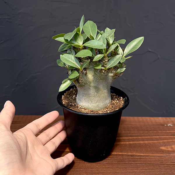 アデニウム：アラビカム スーパードワーフ　4号鉢植え