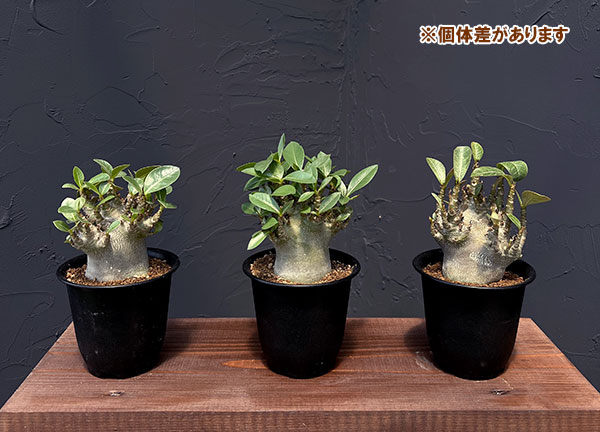 アデニウム：アラビカム スーパードワーフ　4号鉢植え