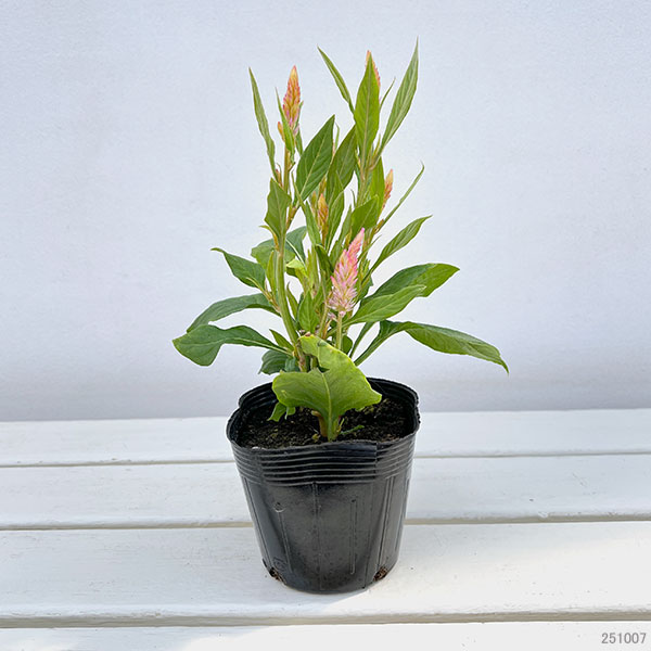 セロシア:フラートサーモン3-3.5号ポット