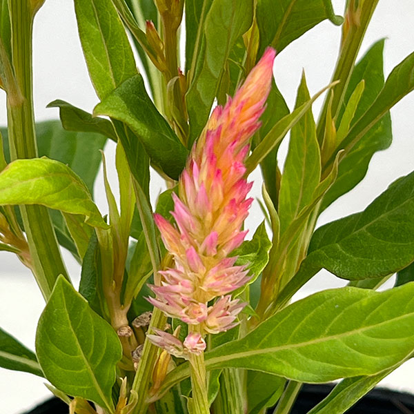 セロシア:フラートサーモン3-3.5号ポット