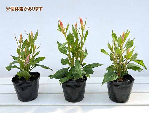 セロシア:フラートサーモン3-3.5号ポット