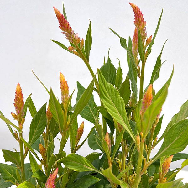 セロシア:フラートサーモン3-3.5号ポット