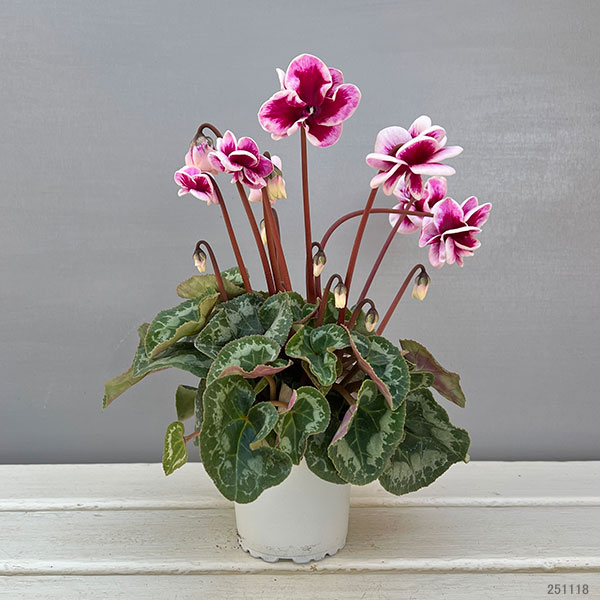 シクラメン:フェアリーピコ・ルージュ3号ポット