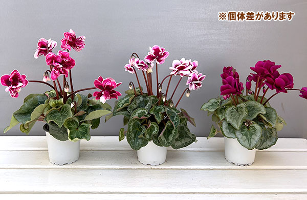 シクラメン:フェアリーピコ・ルージュ3号ポット