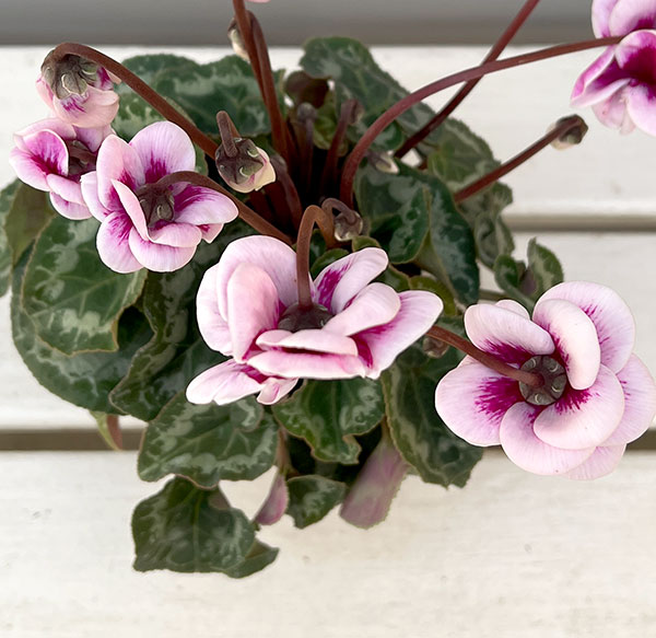 シクラメン:フェアリーピコ・ルージュ3号ポット