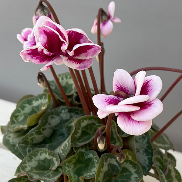 シクラメン:フェアリーピコ・ルージュ3号ポット