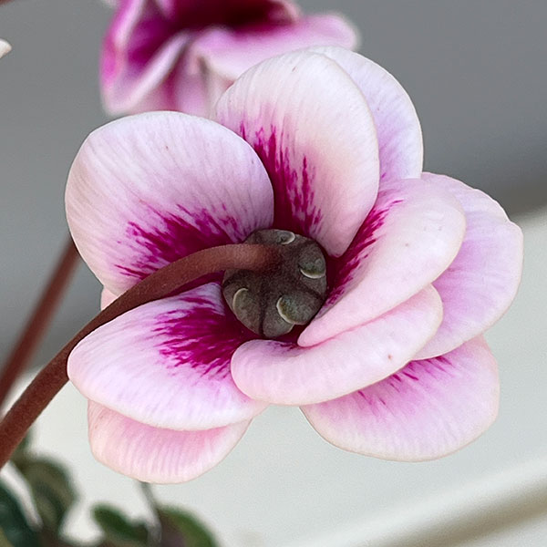 シクラメン:フェアリーピコ・ルージュ3号ポット