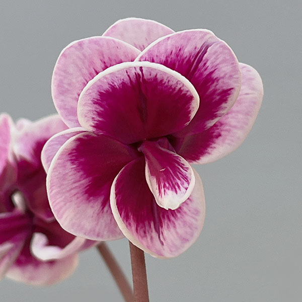 シクラメン:フェアリーピコ・ルージュ3号ポット