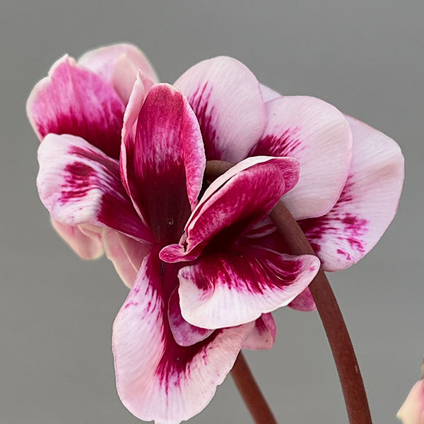 シクラメン:フェアリーピコ・ルージュ3号ポット