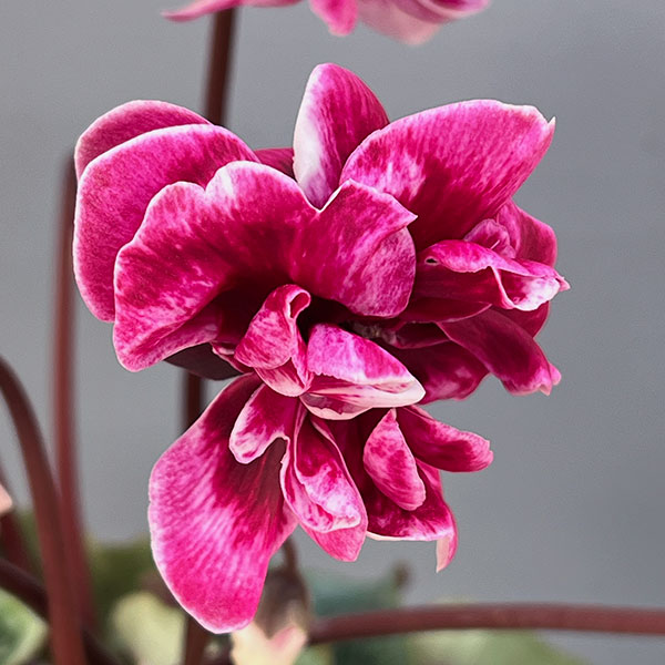 シクラメン:フェアリーピコ・ルージュ3号ポット