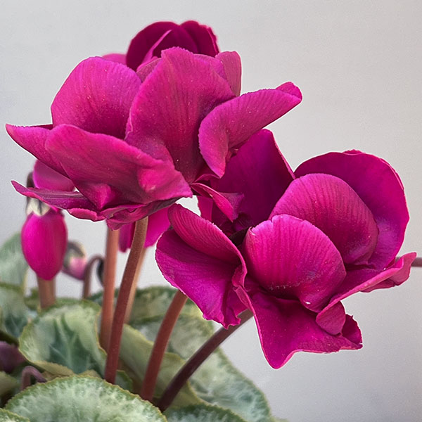 シクラメン:フェアリーピコ・ルージュ3号ポット