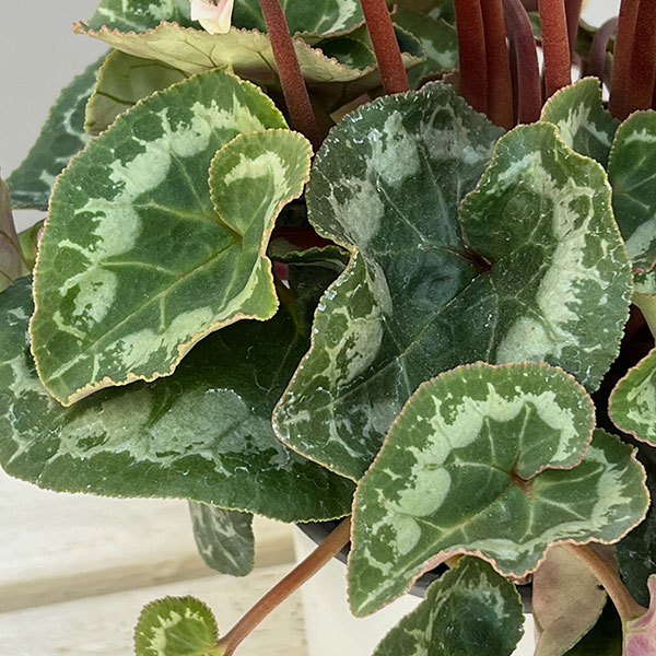 シクラメン:フェアリーピコ・ルージュ3号ポット