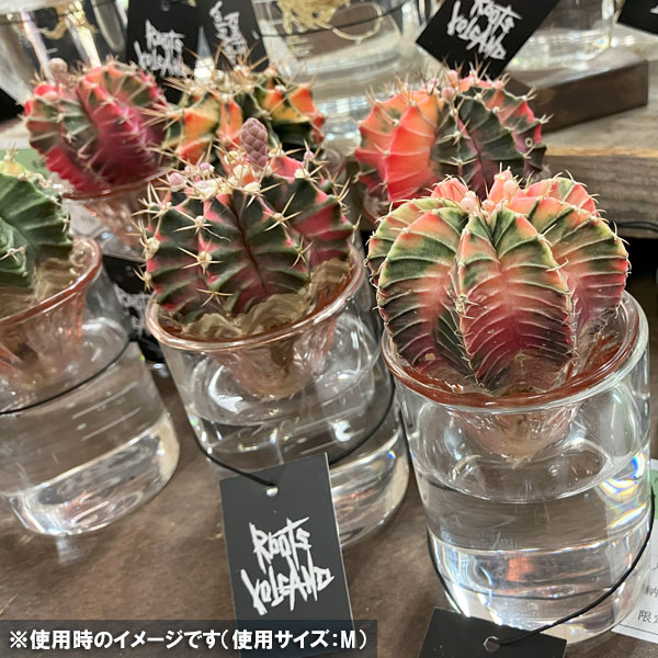 ルーツ ボルケーノ:Mサイズ(直径6cm)/ピンク