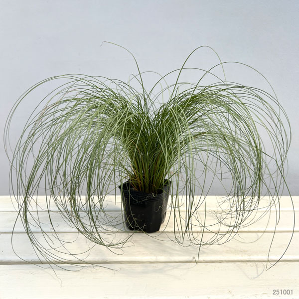 カレックス:アマゾンミスト3号ポット