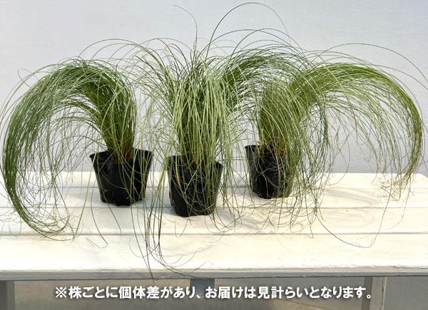 カレックス:アマゾンミスト3号ポット