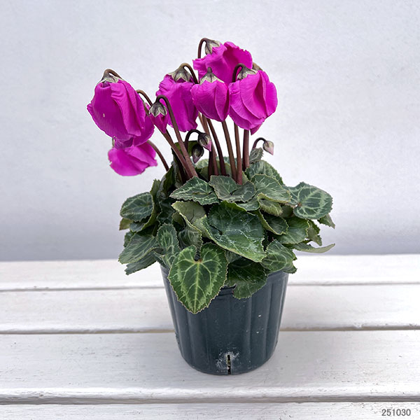 シクラメン：ウィンターベル・バイオレット3号ポット