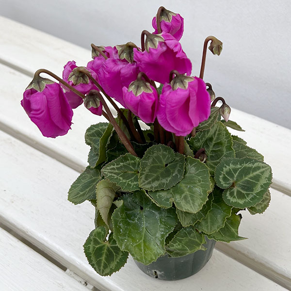 シクラメン：ウィンターベル・バイオレット3号ポット