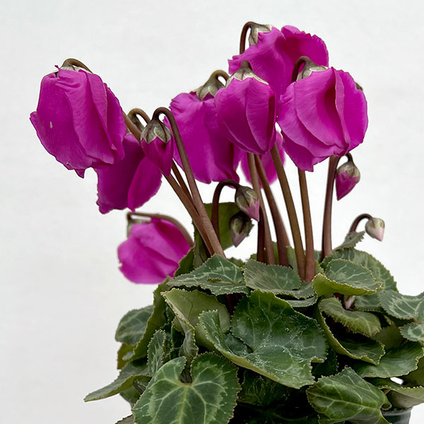 シクラメン：ウィンターベル・バイオレット3号ポット