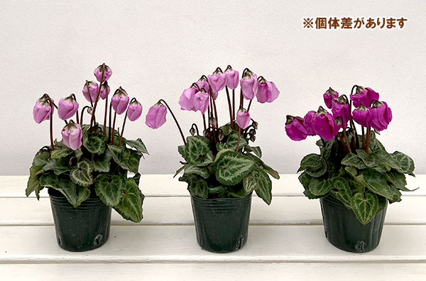 シクラメン：ウィンターベル・バイオレット3号ポット