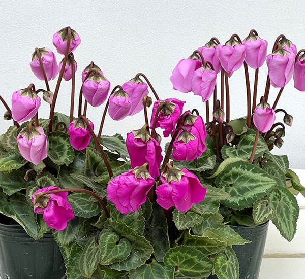 シクラメン：ウィンターベル・バイオレット3号ポット