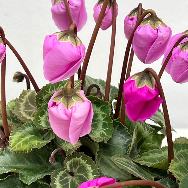 シクラメン：ウィンターベル・バイオレット3号ポット