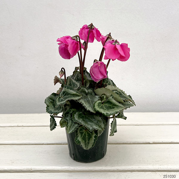 シクラメン：ウィンターベル・マゼンタ3号ポット