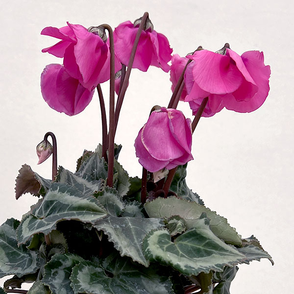 シクラメン：ウィンターベル・マゼンタ3号ポット