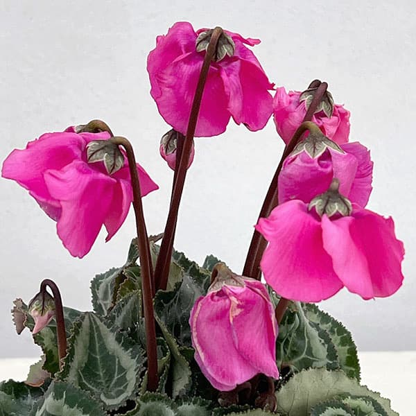 シクラメン：ウィンターベル・マゼンタ3号ポット