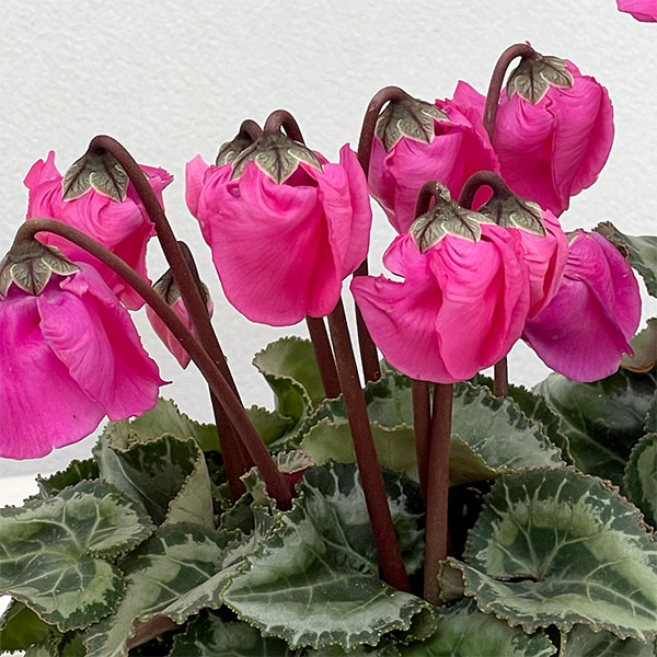 シクラメン：ウィンターベル・マゼンタ3号ポット