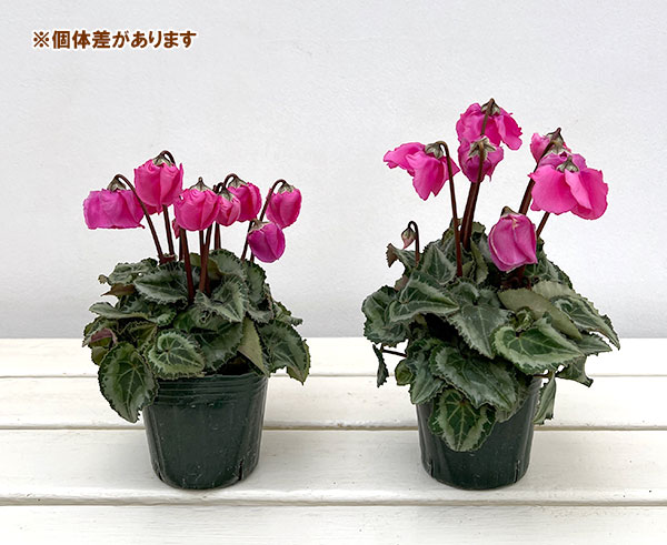 シクラメン：ウィンターベル・マゼンタ3号ポット