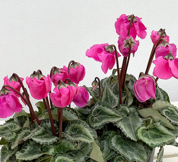 シクラメン：ウィンターベル・マゼンタ3号ポット