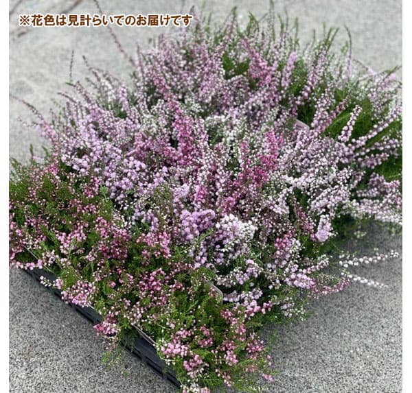 [25年10月中下旬予約]カルーナ：ジュエルドロップス　パール（八重咲き）　花色見計らい3号ポット