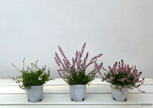 カルーナ：ジュエルドロップス　パール（八重咲き）　花色見計らい3号ポット