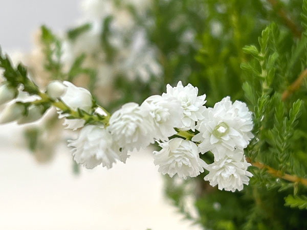 カルーナ：ジュエルドロップス　パール（八重咲き）　花色見計らい3号ポット