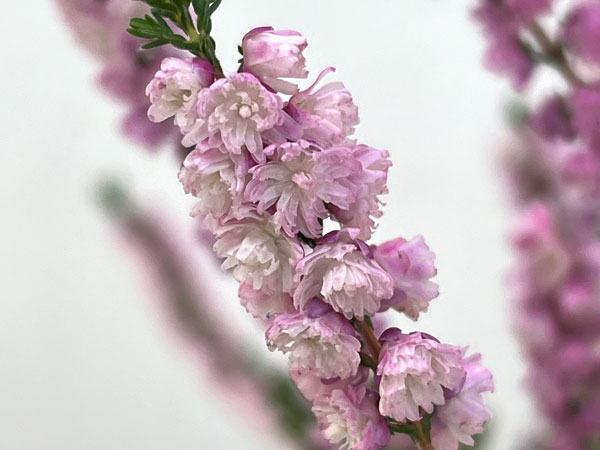 カルーナ：ジュエルドロップス　パール（八重咲き）　花色見計らい3号ポット