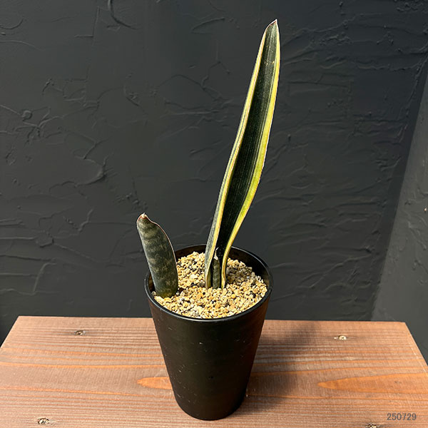 サンセベリア：スーパーピンク（R2470）斑入り　4号鉢植え25-01