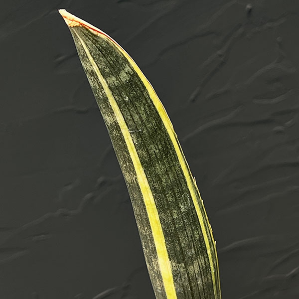 サンセベリア：スーパーピンク（R2470）斑入り　4号鉢植え25-01