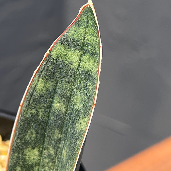 サンセベリア：スーパーピンク（R2470）斑入り　4号鉢植え25-01