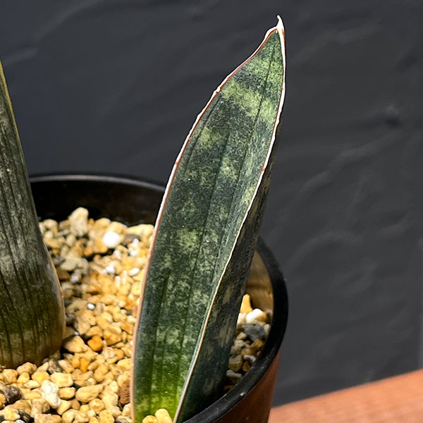 サンセベリア：スーパーピンク（R2470）斑入り　4号鉢植え25-01