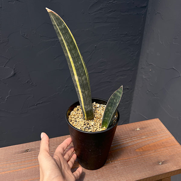サンセベリア：スーパーピンク（R2470）斑入り　4号鉢植え25-01