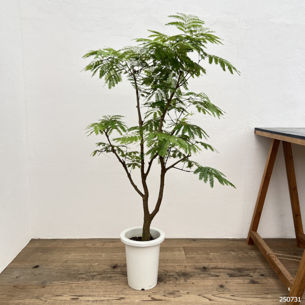 エバーフレッシュ　7号鉢植え*