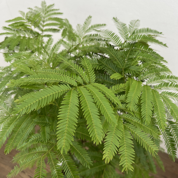 エバーフレッシュ　7号鉢植え*