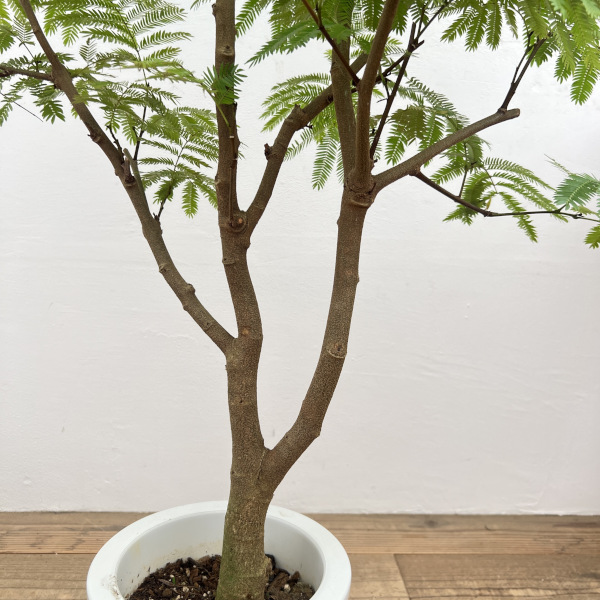 エバーフレッシュ　7号鉢植え*