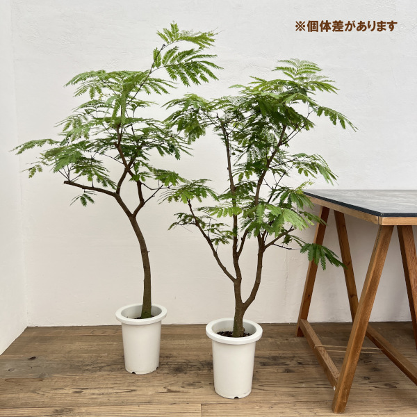 エバーフレッシュ　7号鉢植え*