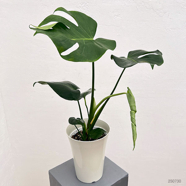 モンステラ:アダンソニー 6号鉢植え