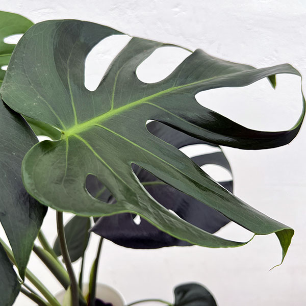 モンステラ:アダンソニー 6号鉢植え