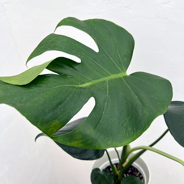 モンステラ:アダンソニー 6号鉢植え